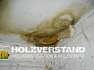 holzzerstörende Pilze